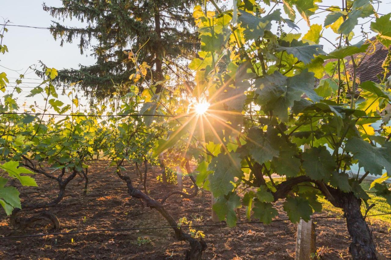 Village Wine House Mandicevac 외부 사진