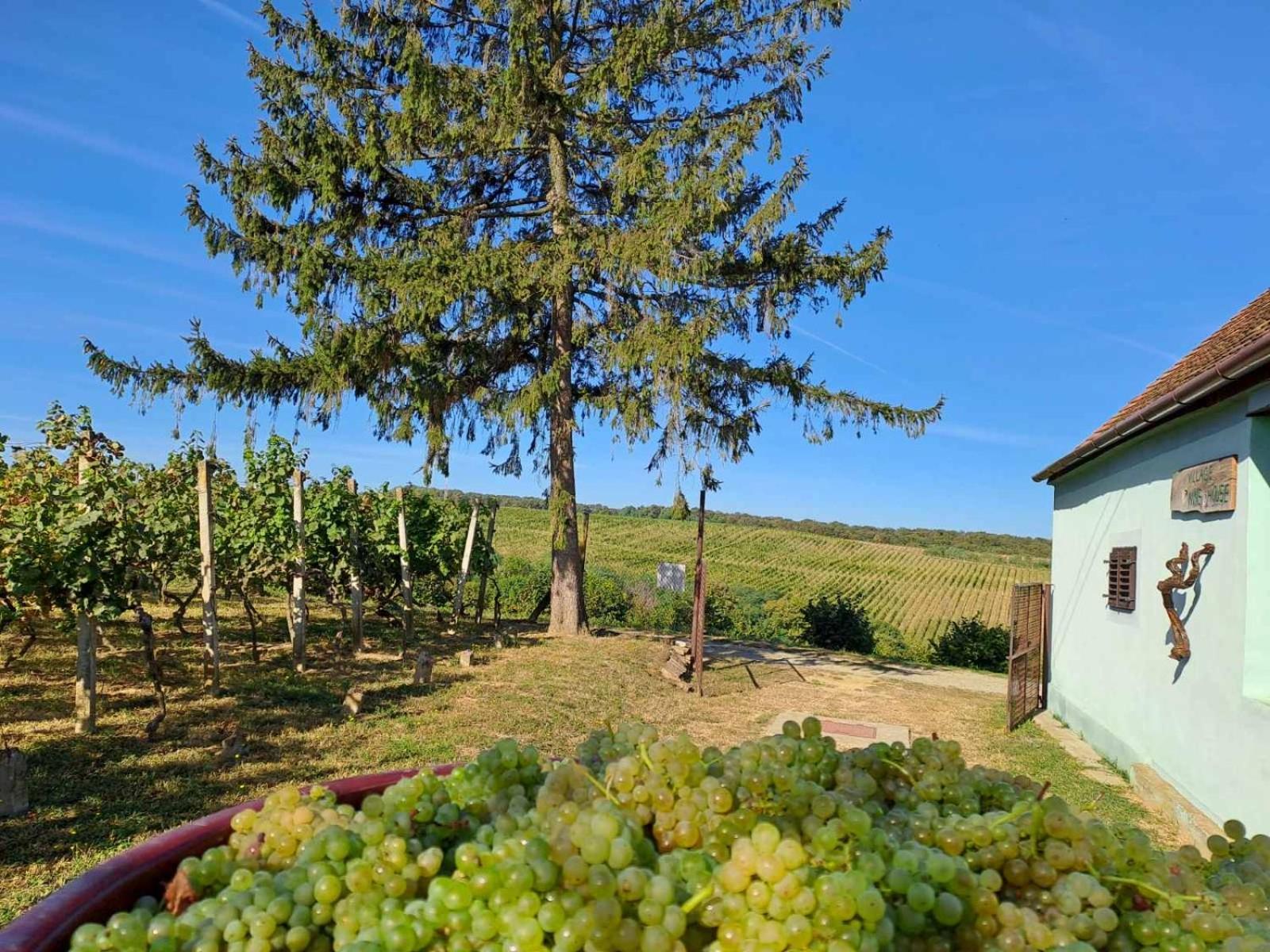 Village Wine House Mandicevac 외부 사진